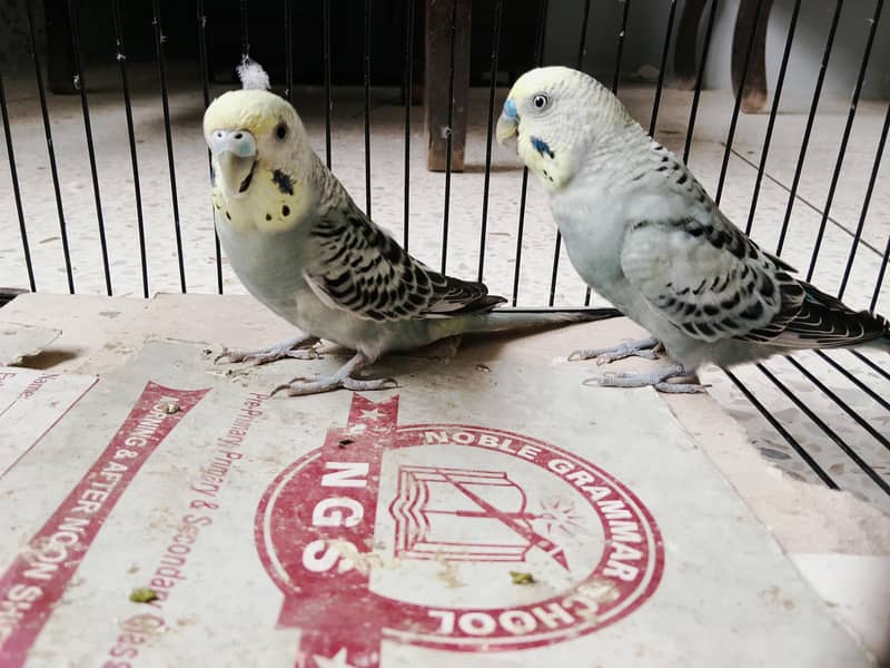 BUDGIES 2