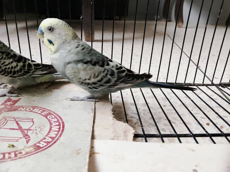 BUDGIES 3