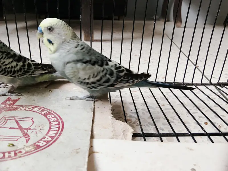 BUDGIES — photo 4