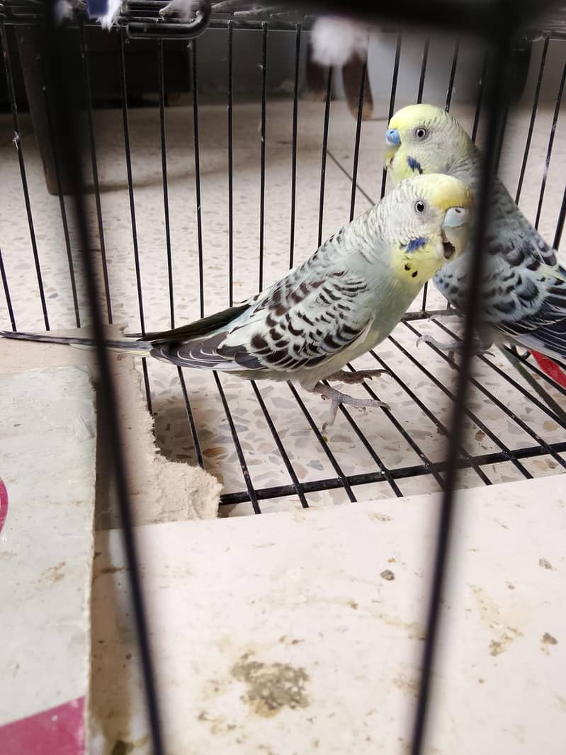 BUDGIES 4