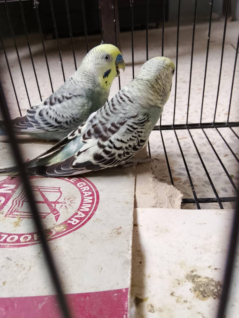 BUDGIES 5