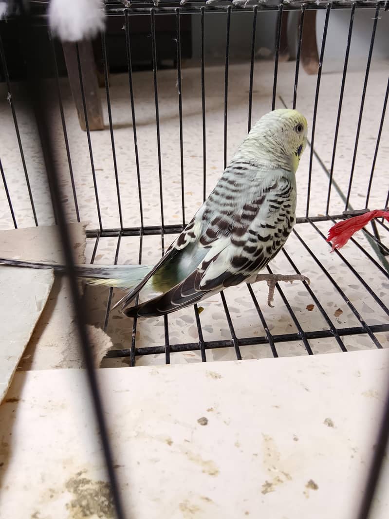 BUDGIES 6