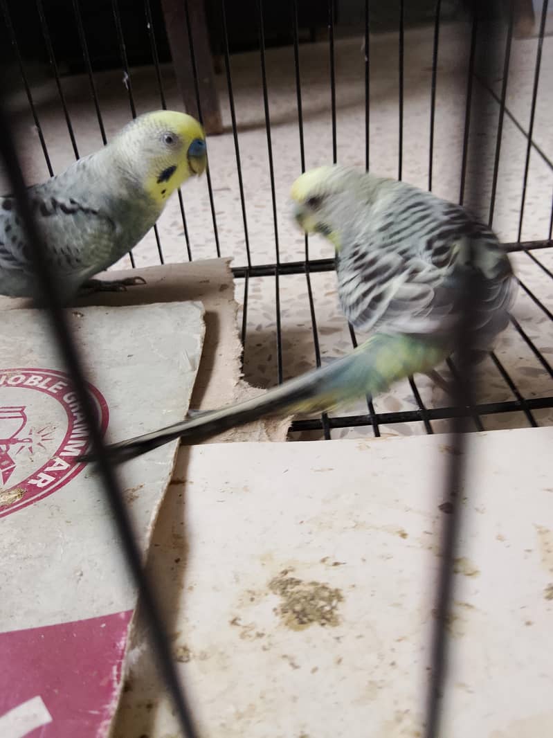 BUDGIES 7