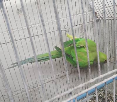 ringneck female