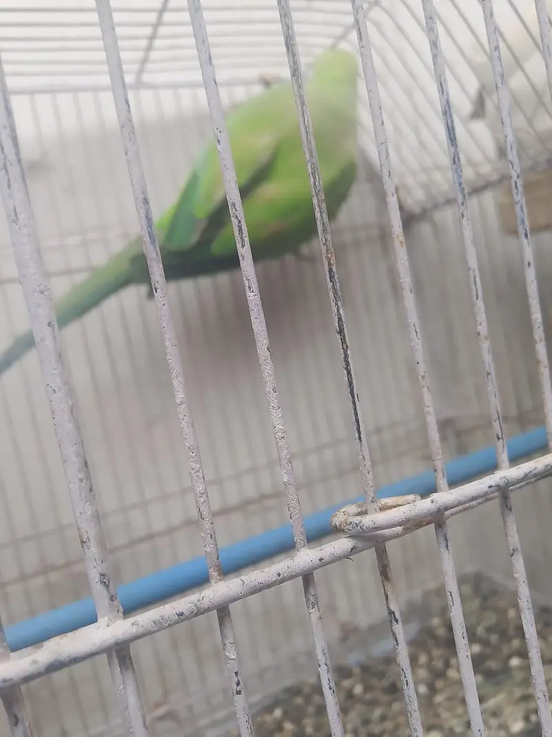 ringneck female — photo 2