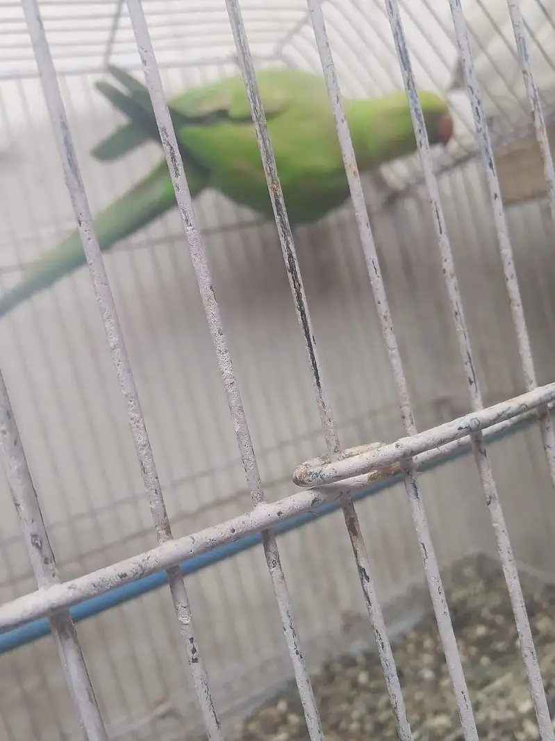 ringneck female — photo 3
