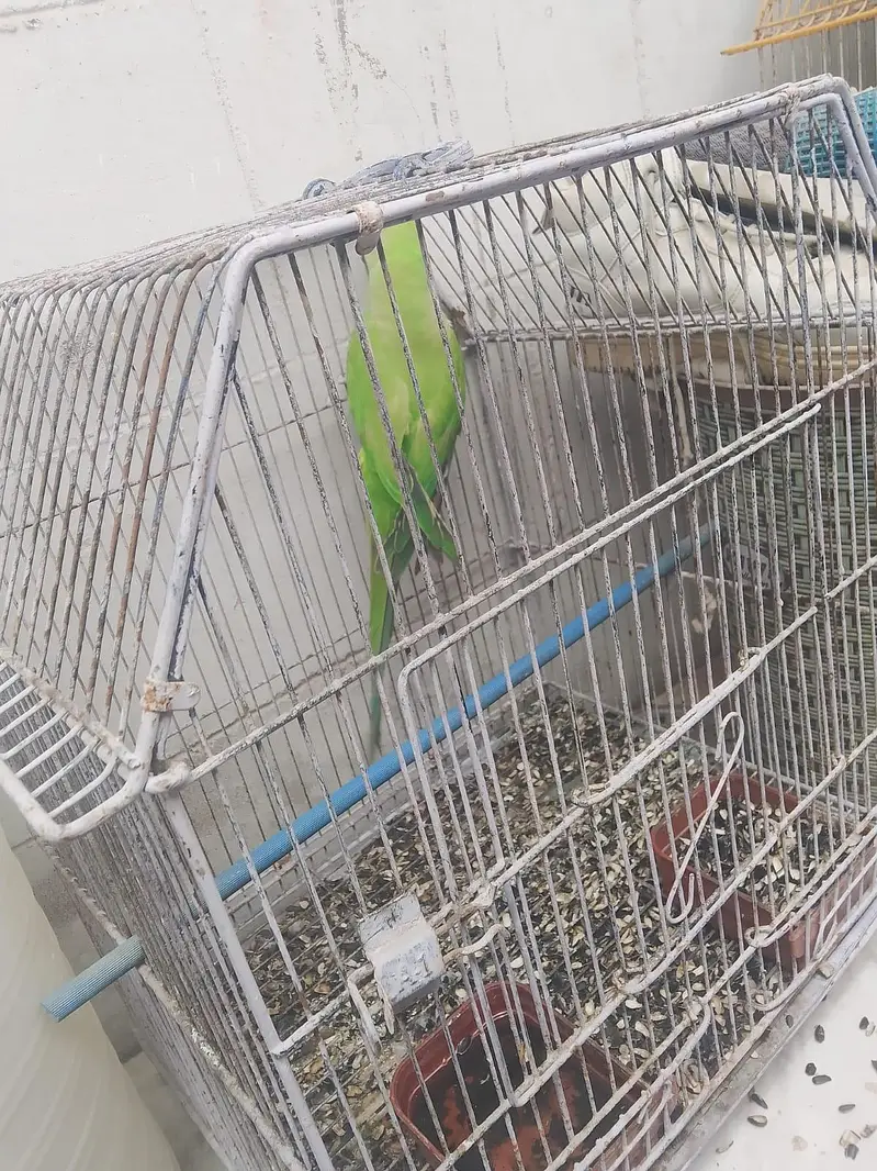 ringneck female — photo 4