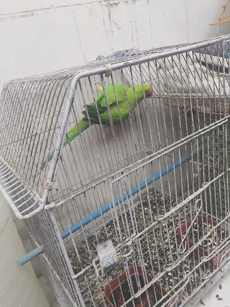 ringneck female — photo 5