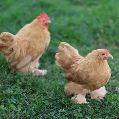 Bantam breed eggs