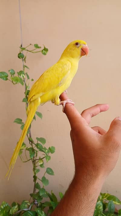 Yellow parrot for sale