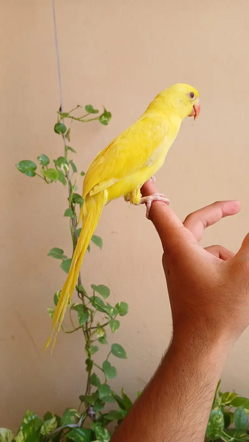 Yellow parrot for sale — photo 2