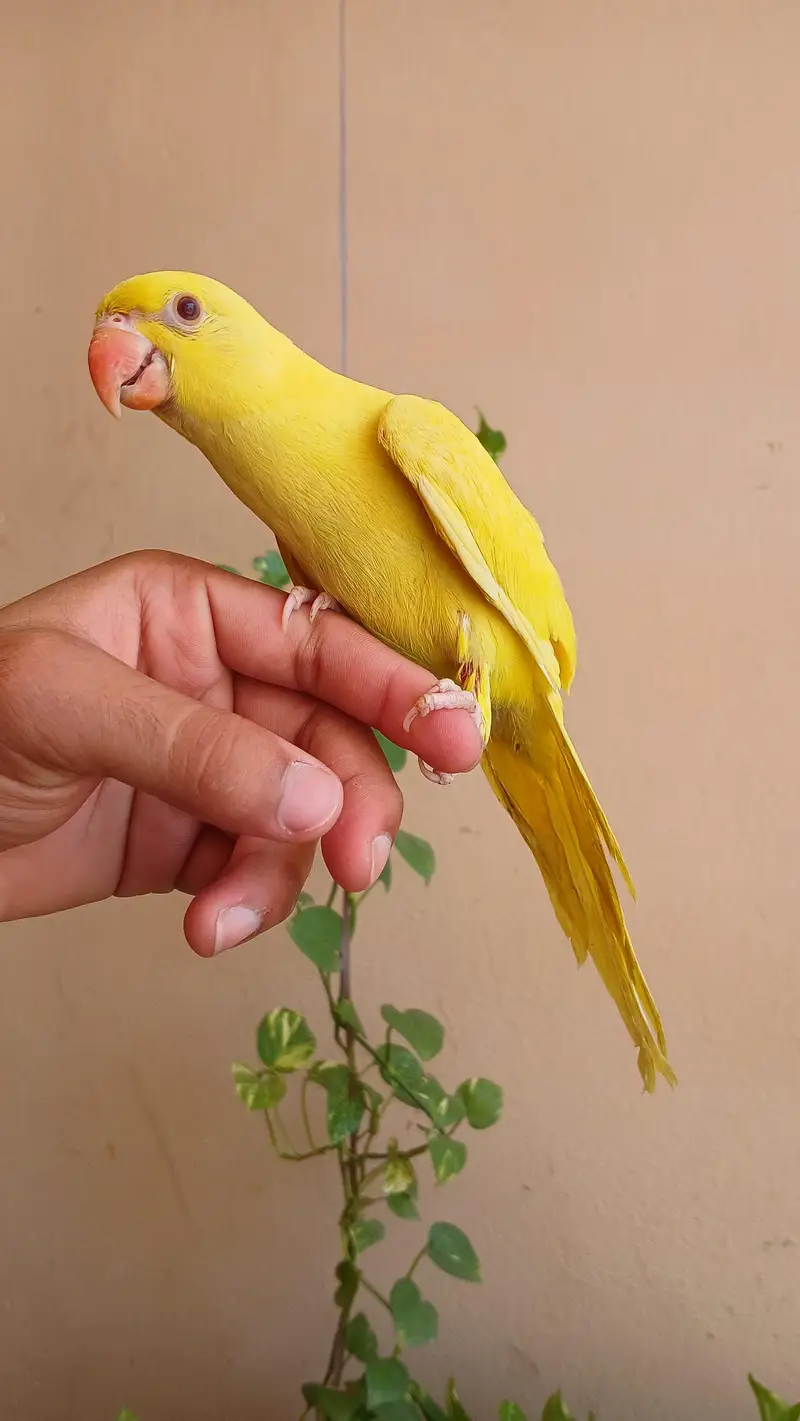 Yellow parrot for sale — photo 3