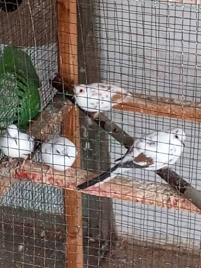 13 Pair jawa and 4 pair of diamond pied dove available for sale