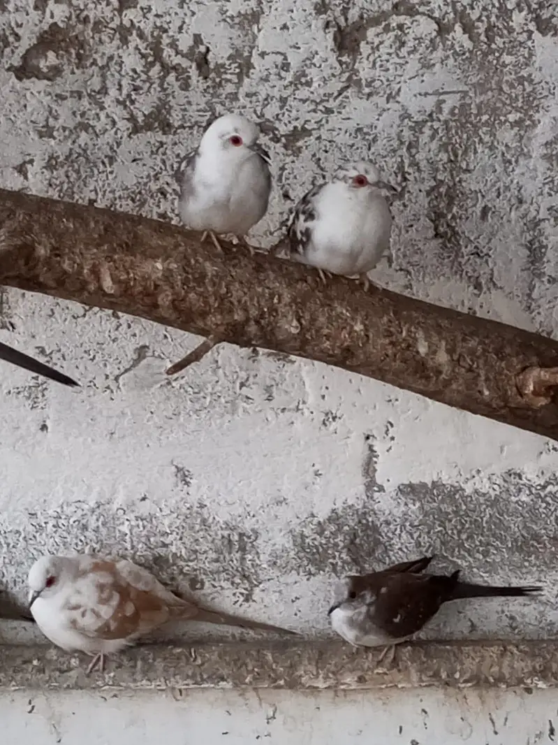 13 Pair jawa and 4 pair of diamond pied dove available for sale — photo 2