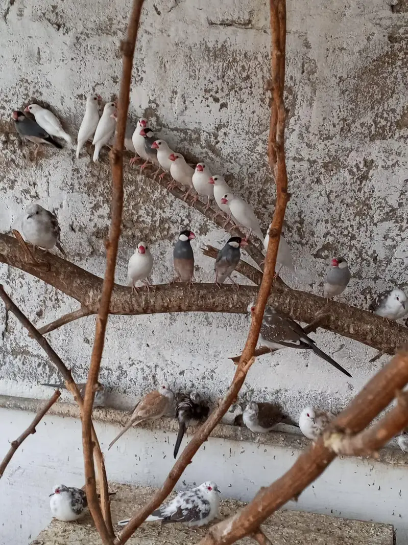 13 Pair jawa and 4 pair of diamond pied dove available for sale — photo 3