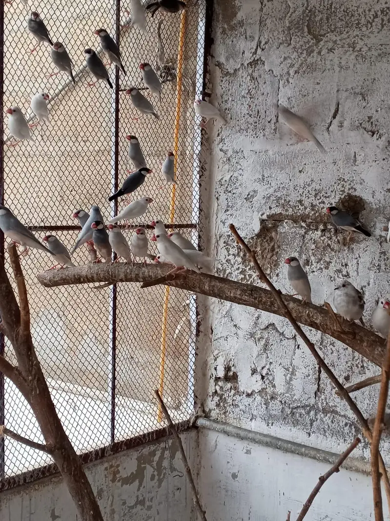 13 Pair jawa and 4 pair of diamond pied dove available for sale — photo 5