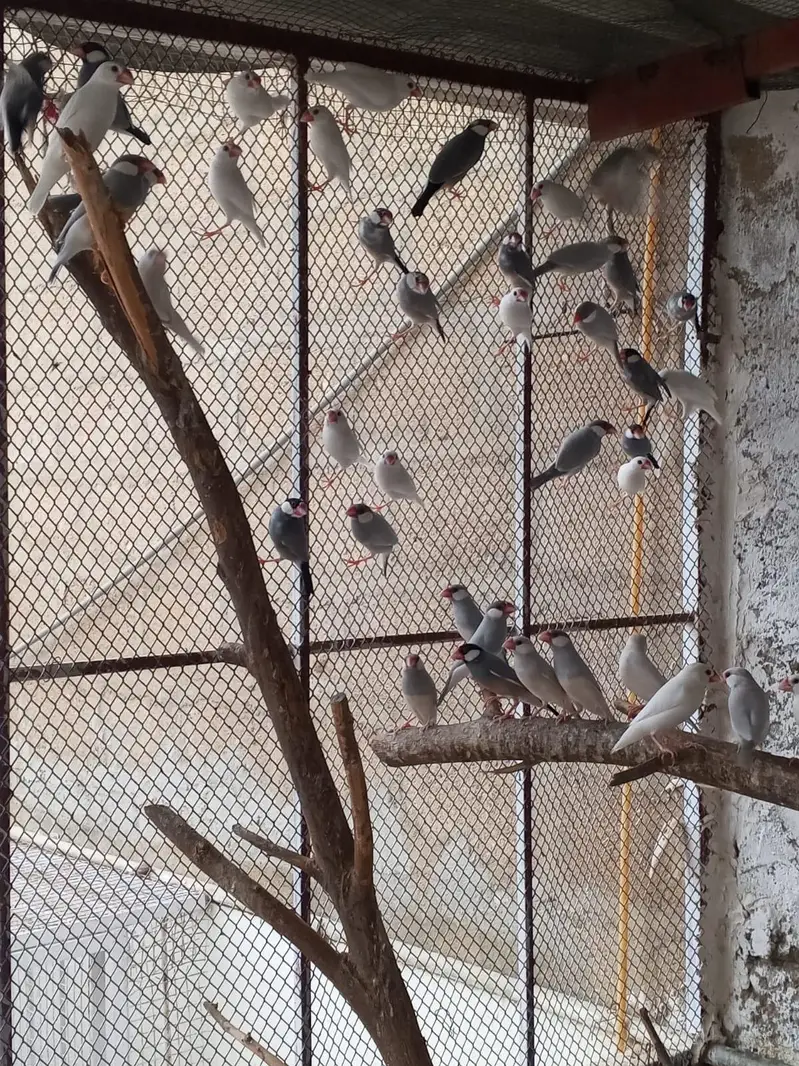 13 Pair jawa and 4 pair of diamond pied dove available for sale — photo 6