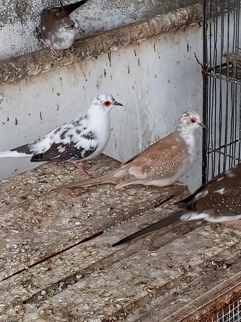 13 Pair jawa and 4 pair of diamond pied dove available for sale — photo 7