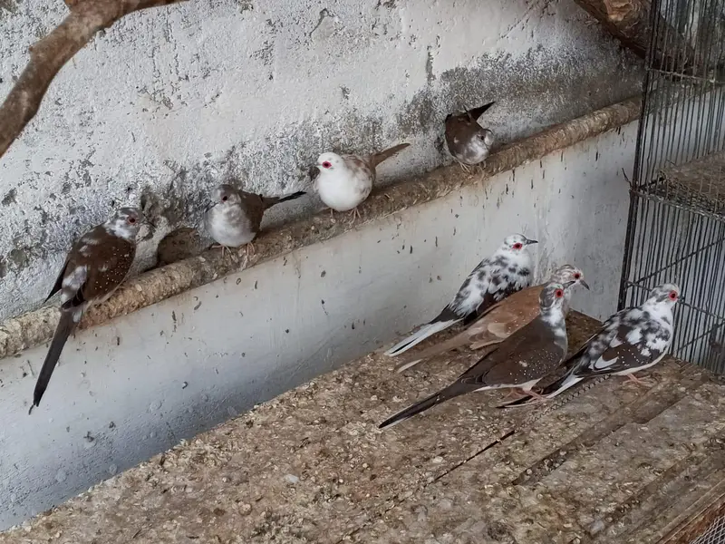 13 Pair jawa and 4 pair of diamond pied dove available for sale — photo 8