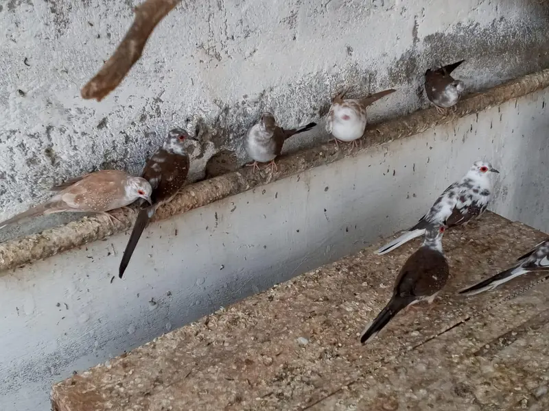 13 Pair jawa and 4 pair of diamond pied dove available for sale — photo 9