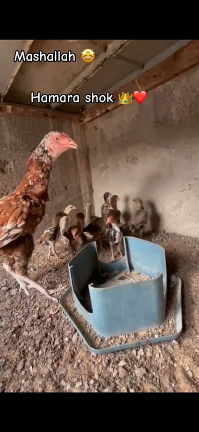 Morgi with 10 chicks miyawali pure