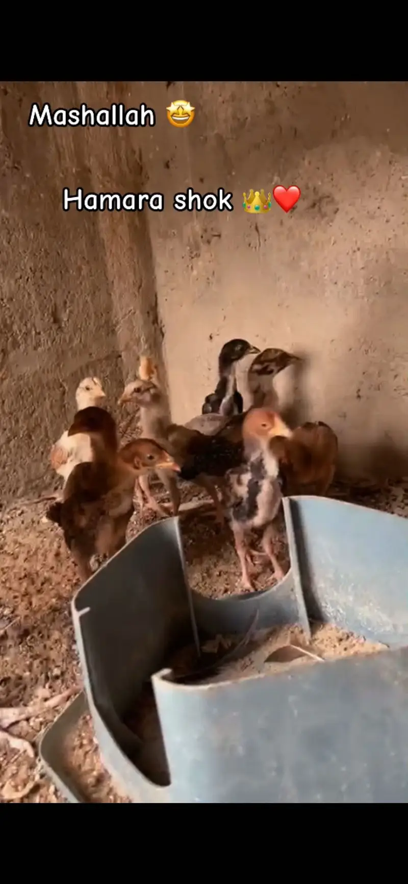 Morgi with 10 chicks miyawali pure — photo 2