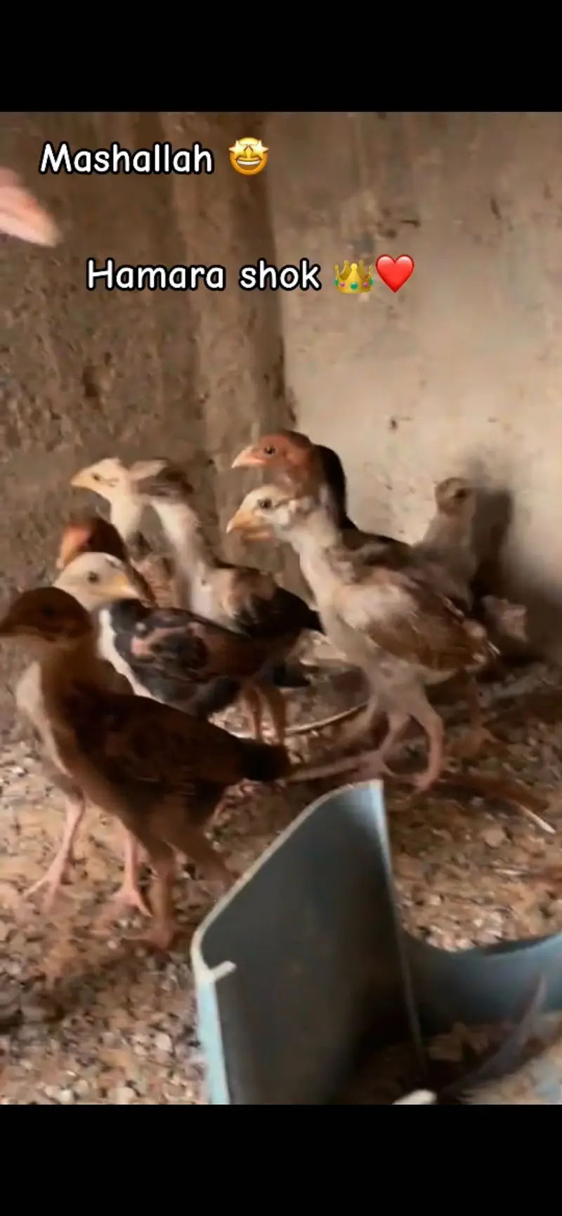 Morgi with 10 chicks miyawali pure — photo 3