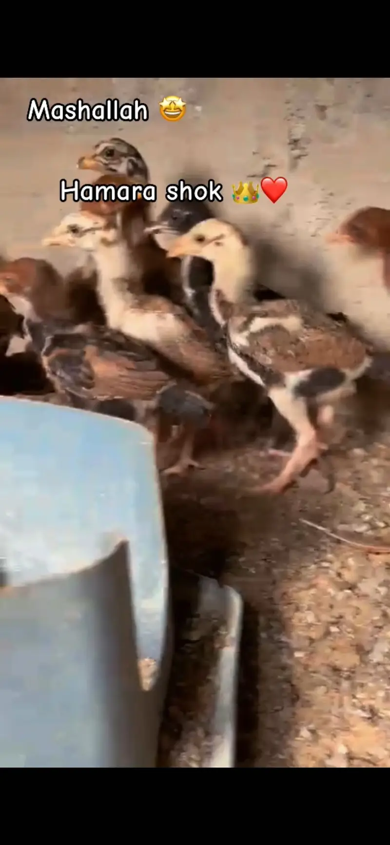 Morgi with 10 chicks miyawali pure — photo 4