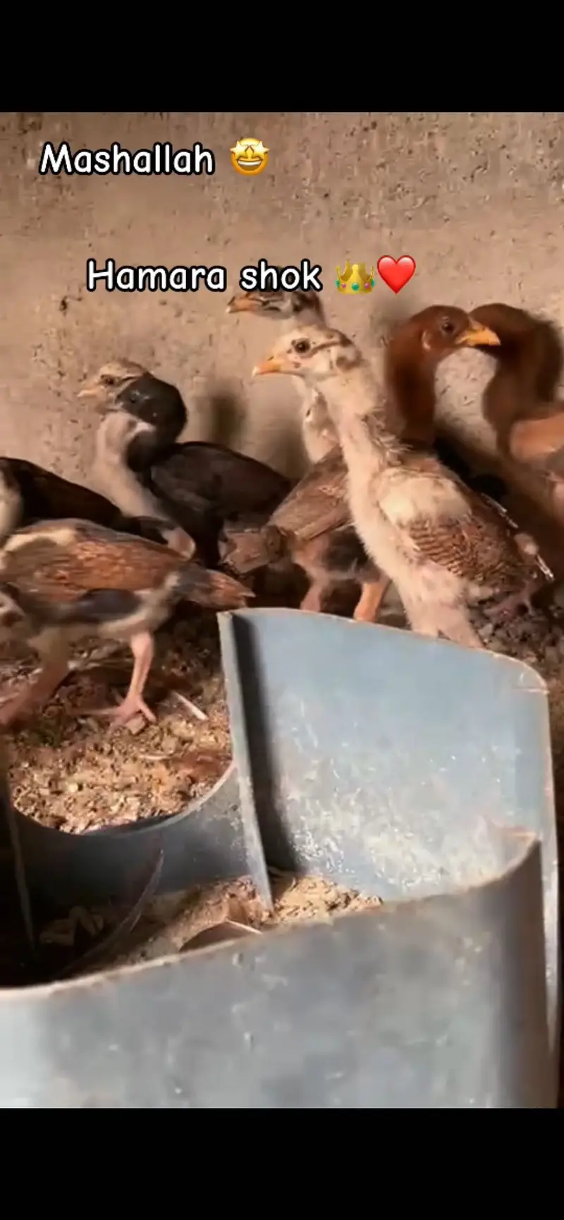 Morgi with 10 chicks miyawali pure — photo 5