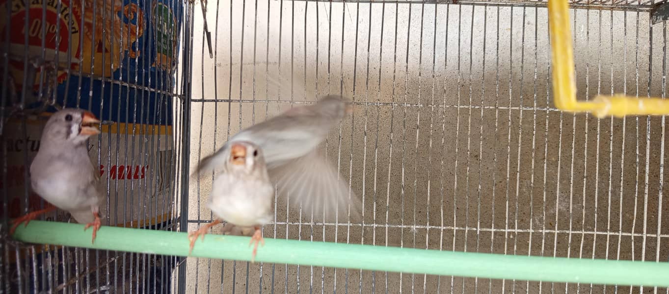FINCHES 0