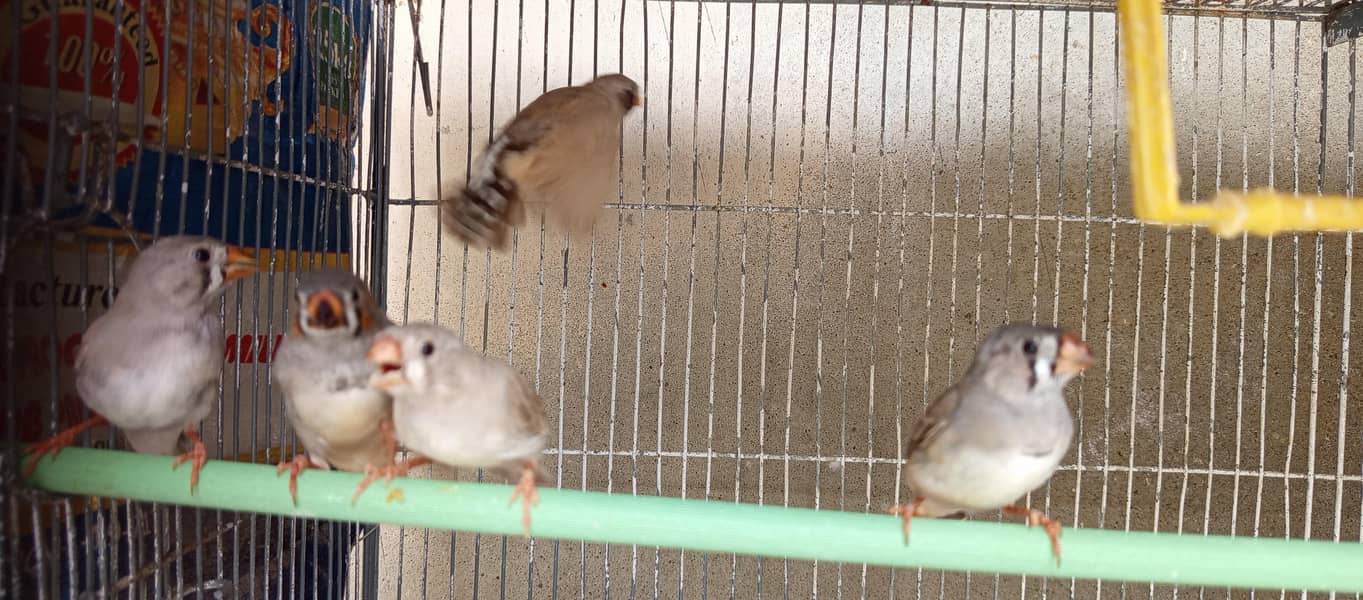 FINCHES 1