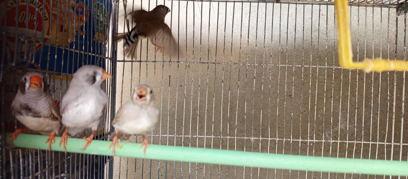 FINCHES 2