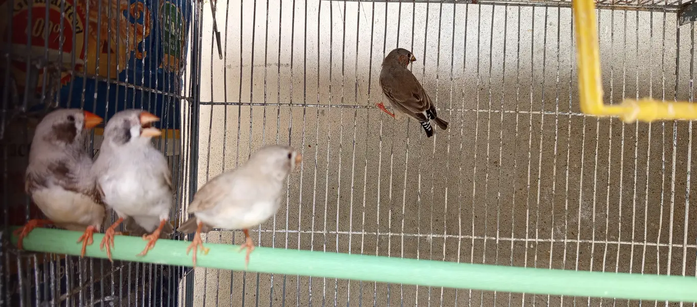 FINCHES — photo 4