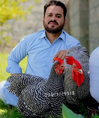 Eggs and chicks on booking avilbel