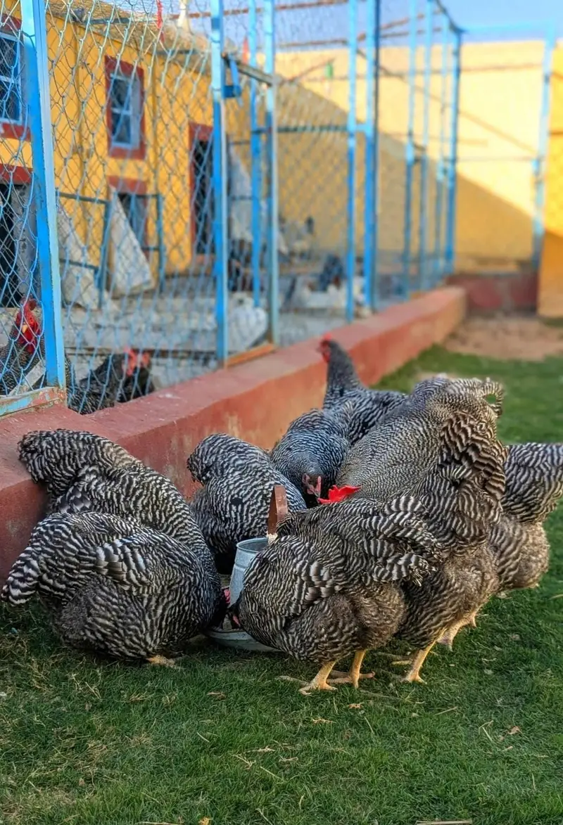Eggs and chicks on booking avilbel — photo 2