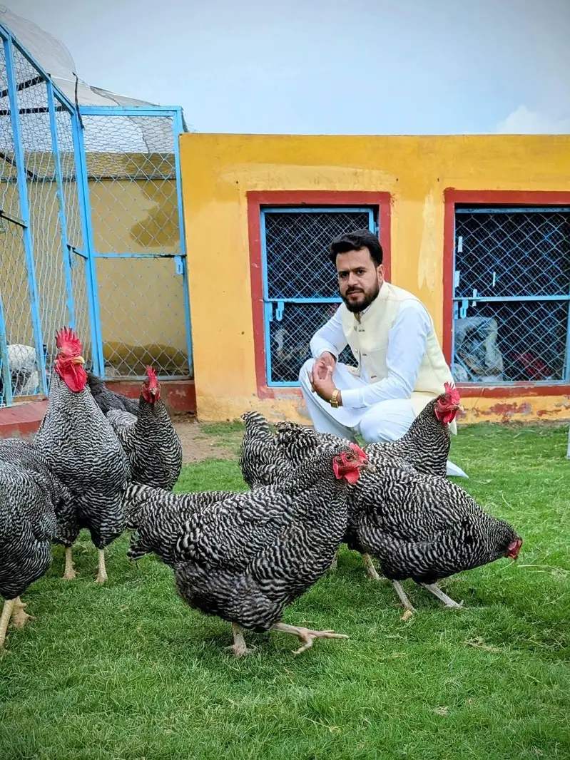 Eggs and chicks on booking avilbel — photo 3