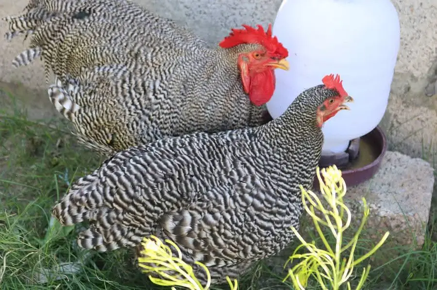 Eggs and chicks on booking avilbel — photo 4