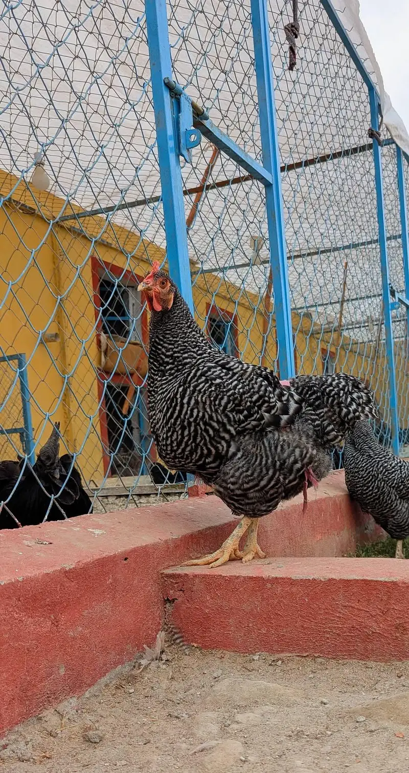 Eggs and chicks on booking avilbel — photo 5