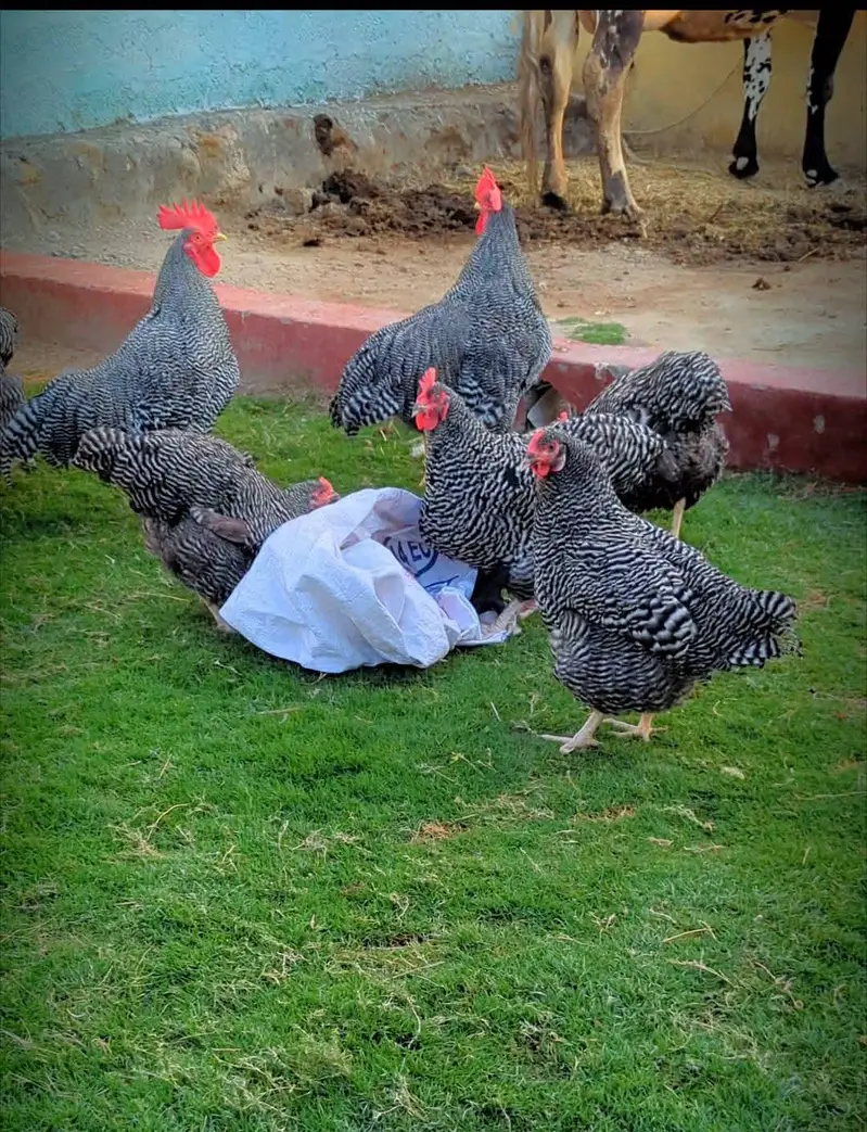 Eggs and chicks on booking avilbel — photo 6