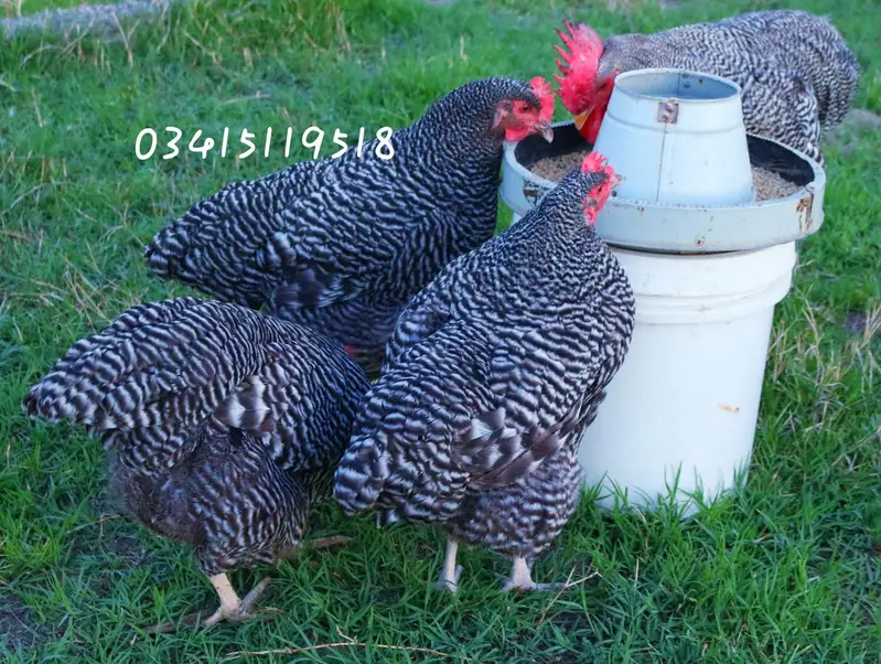 Eggs and chicks on booking avilbel — photo 7