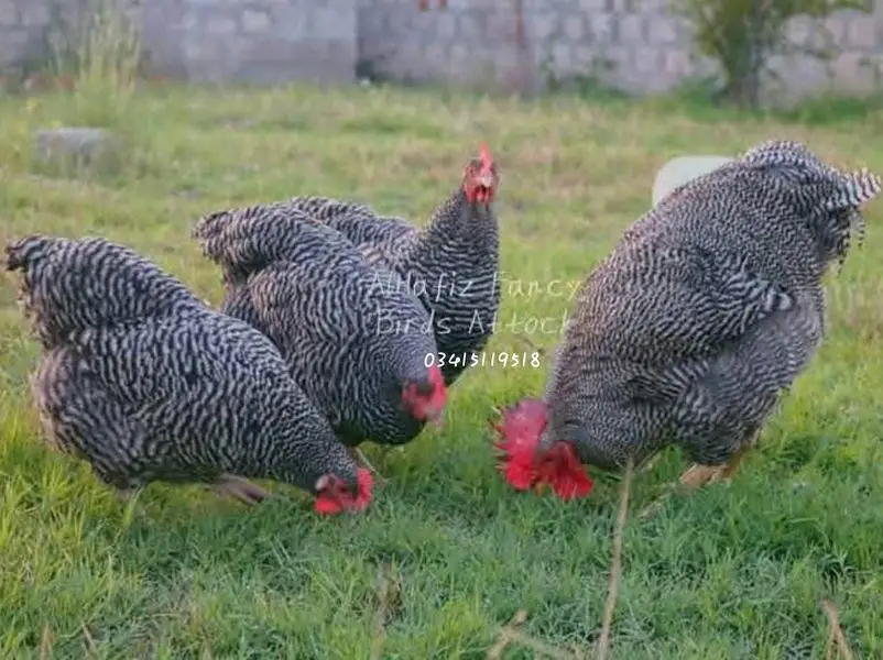 Eggs and chicks on booking avilbel — photo 8