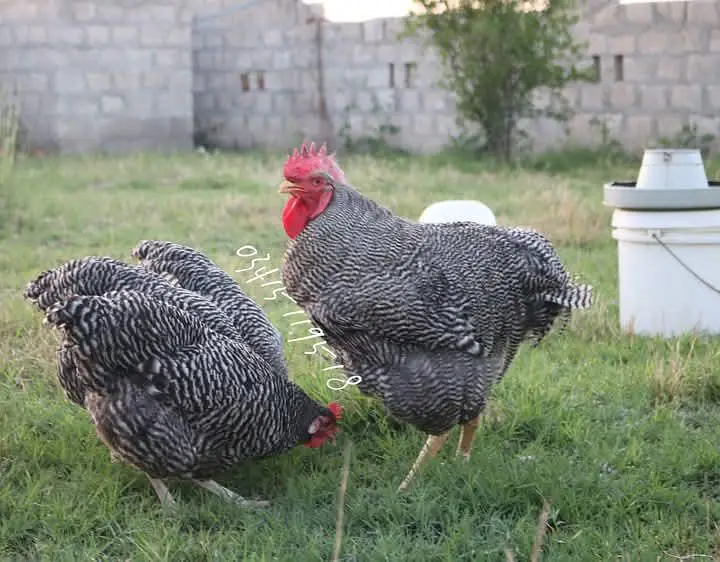Eggs and chicks on booking avilbel — photo 9