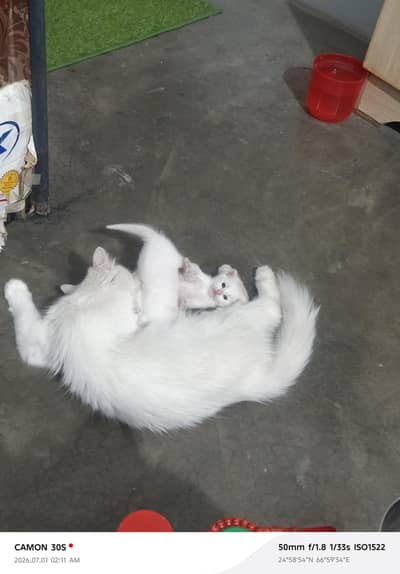 2 persian baby cat male & female  for sell