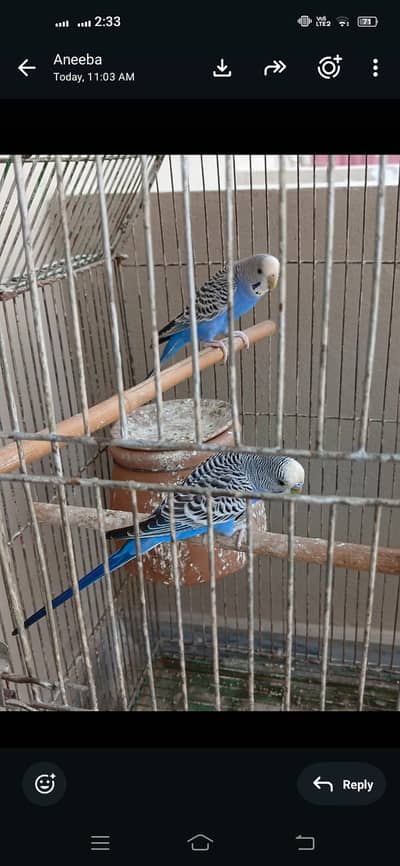 Full size budgie