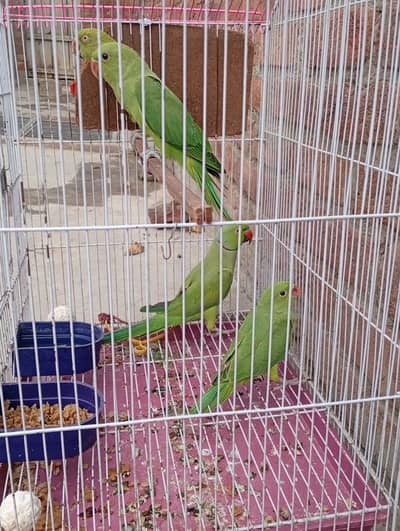 Raw Parrot
