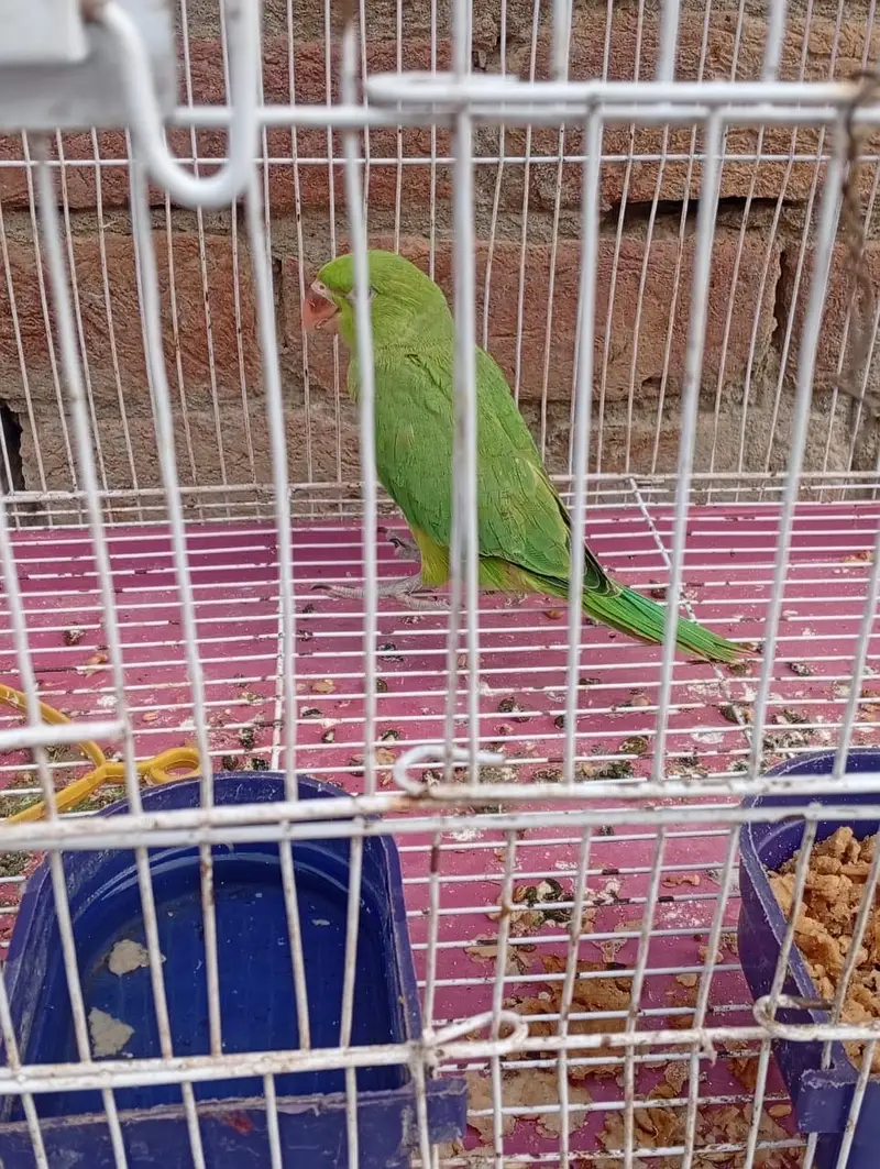 Raw Parrot — photo 2