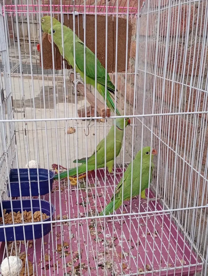 Raw Parrot — photo 3