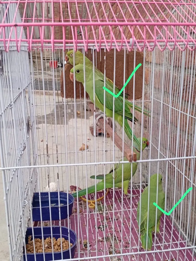 Raw Parrot — photo 4