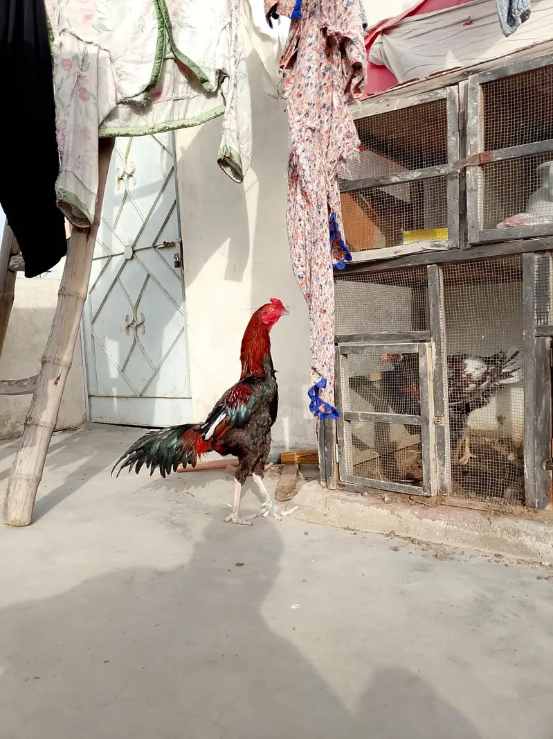 Aseel Jageeri Hens and cock — photo 2