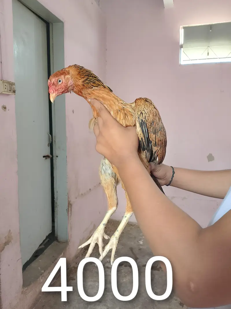 Aseel Jageeri Hens and cock — photo 3